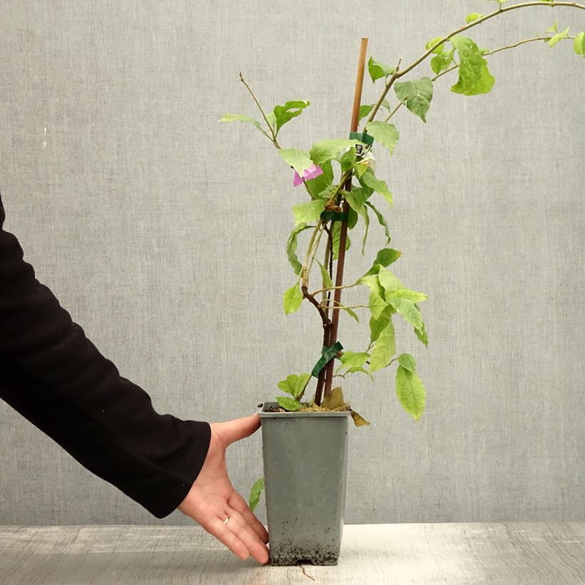 Spécimen de Bougainvillier Violet de Mèze Pot de 1,5L/2L tel que livré en automne