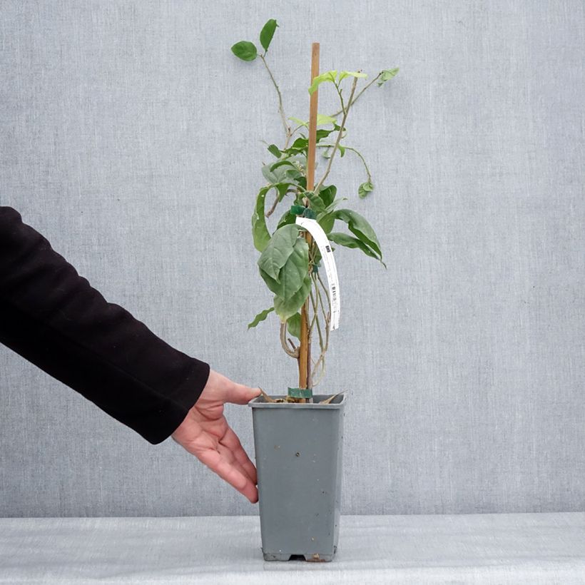 Spécimen de Bougainvillier Violet de Mèze Pot de 1,5L/2L tel que livré en hiver