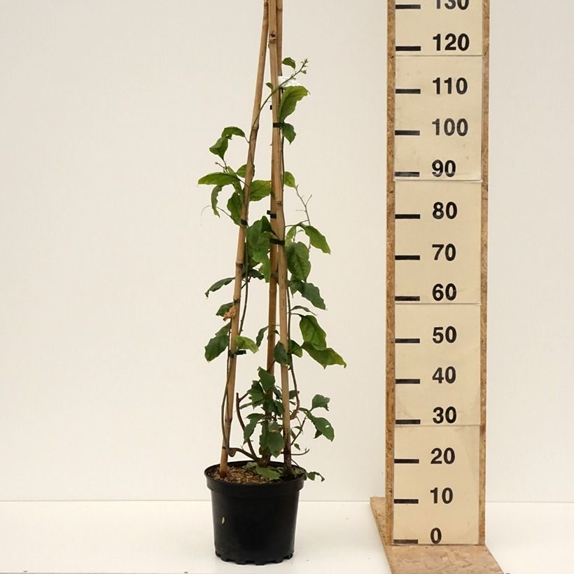 Spécimen de Bougainvillier Violet de Mèze Pot de 7,5L/10L tel que livré au printemps