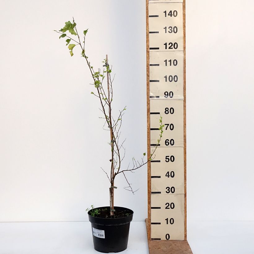 Spécimen de Bouleau - Betula pendula Obelisk Pot de 7,5L/10L tel que livré en automne