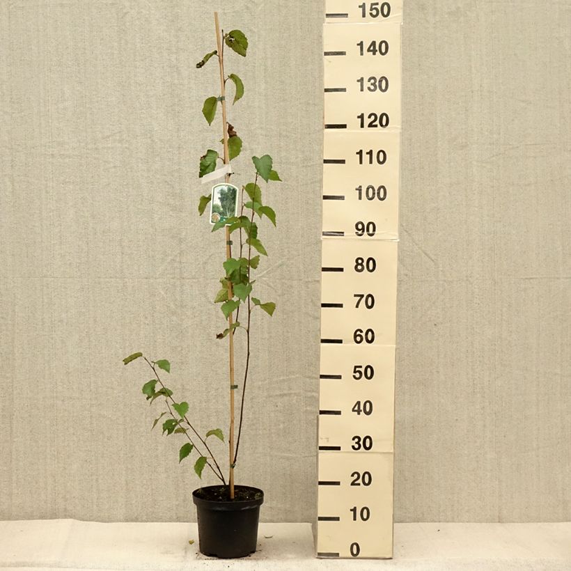 Spécimen de Bouleau de Chine - Betula albosinensis Fascination Pot de 2L/3L tel que livré en automne
