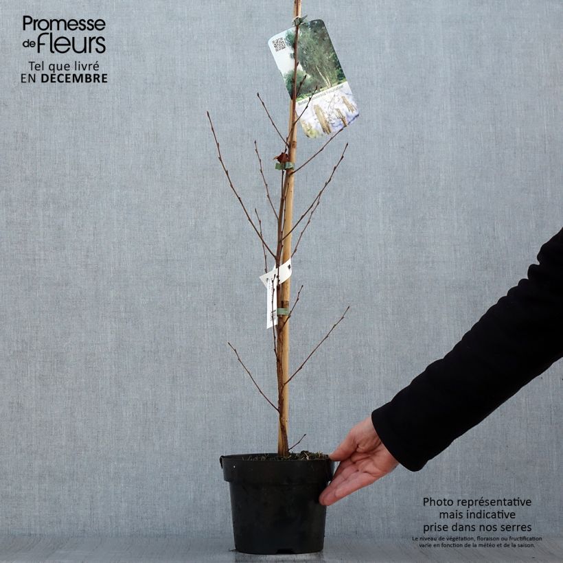 Spécimen de Bouleau de Chine - Betula albosinensis Fascination Pot de 2L/3L tel que livré en hiver
