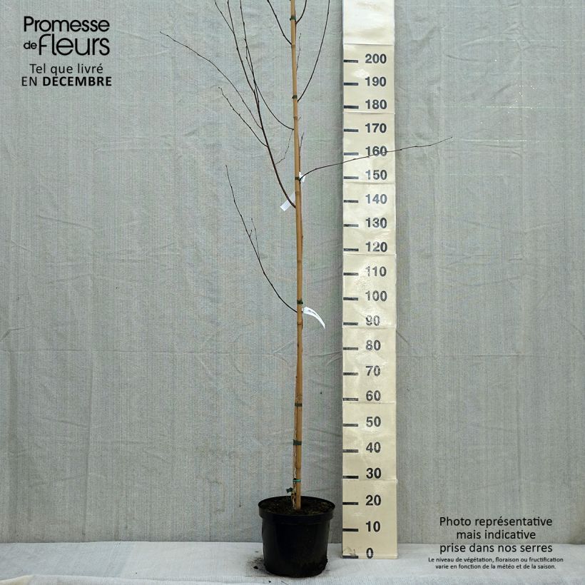 Spécimen de Bouleau de l'Himalaya - Betula utilis jacquemontii Pot de 4L/5L tel que livré en hiver