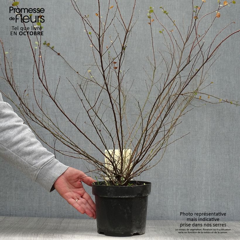 Spécimen de Bouleau nain - Betula nana Pot de 2L/3L tel que livré en automne