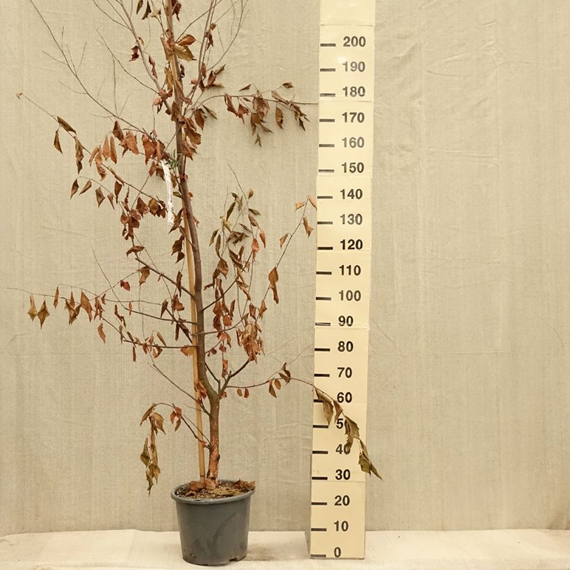 Spécimen de Bouleau noir - Betula nigra Heritage Pot de 12L/15L tel que livré en automne