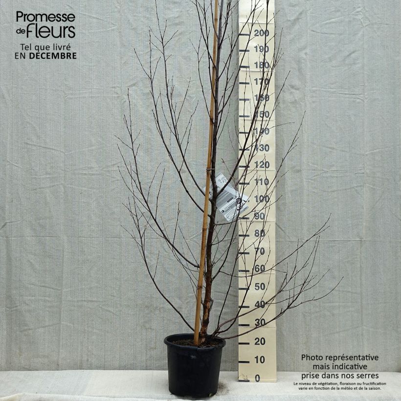 Spécimen de Bouleau noir - Betula nigra Heritage Pot de 12L/15L tel que livré en hiver