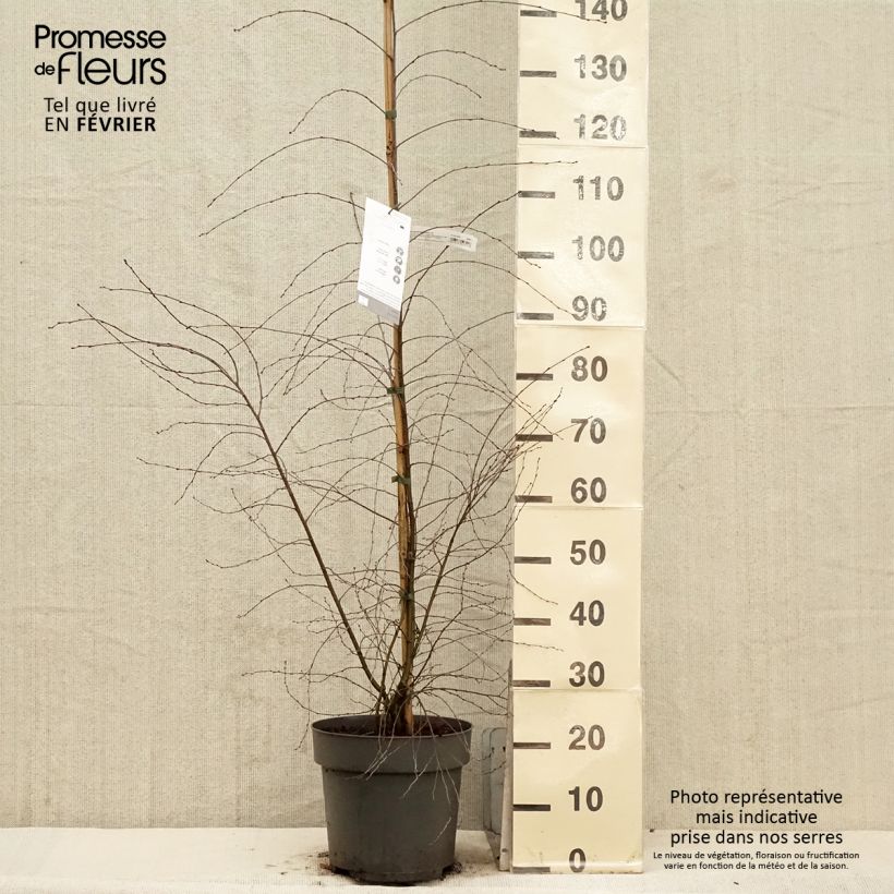 Spécimen de Bouleau pleureur - Betula pendula Karaca Pot de 7,5L/10L tel que livré en hiver