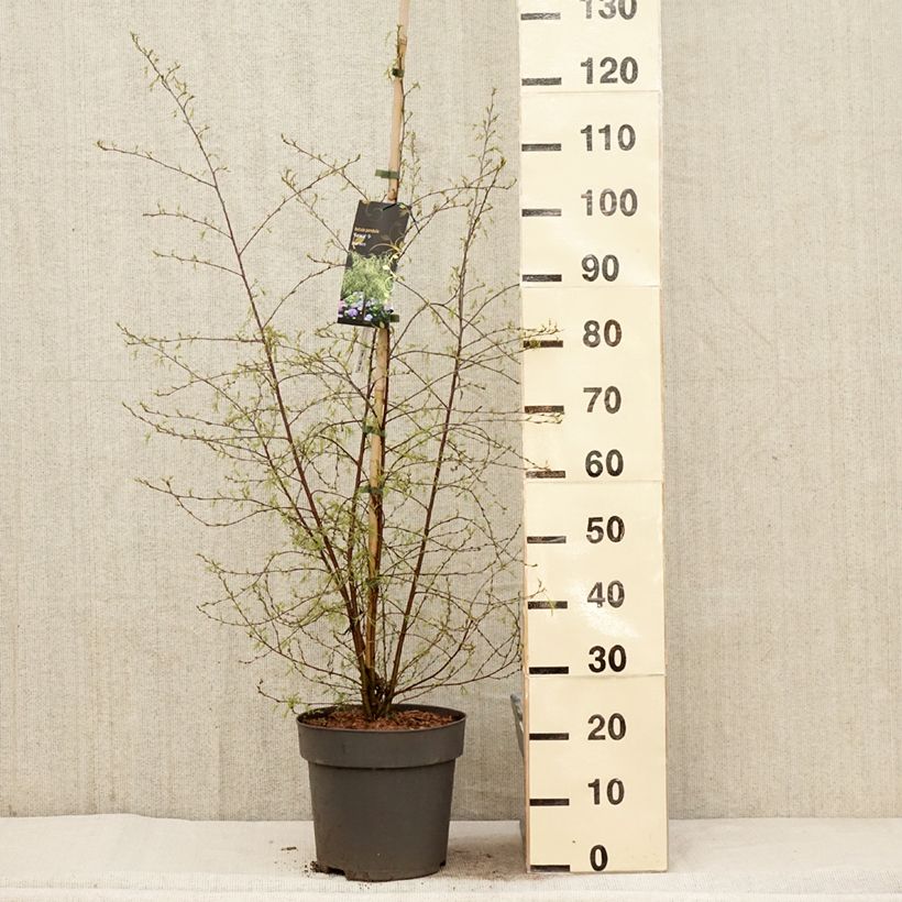 Betula pendula Karaca - Betulla bianca Vaso da 7,5L/10L esemplare consegnato in primavera