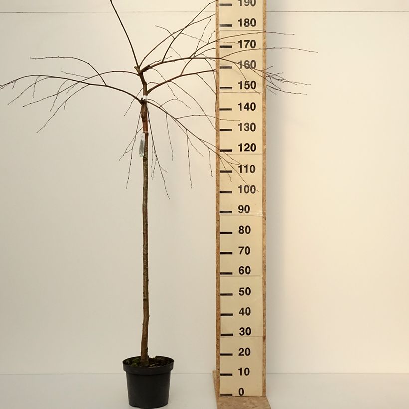 Spécimen de Bouleau pleureur - Betula pendula Long Trunk Pot de 7,5L/10L, Tige de 125 cm tel que livré en hiver
