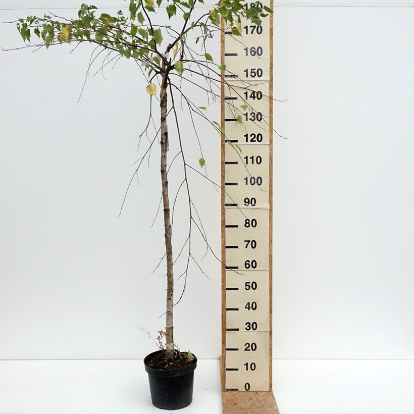 Spécimen de Bouleau pleureur - Betula pendula Long Trunk Pot de 7,5L/10L, Tige de 125 cm tel que livré en été