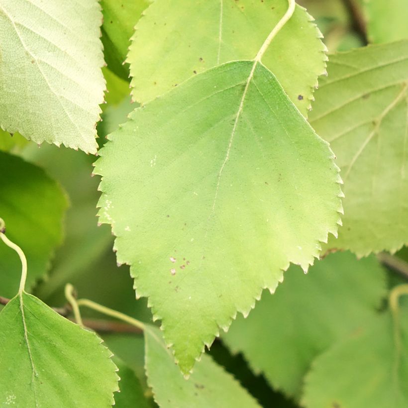 Bouleau tortueux - Betula pendula Spider Alley (Feuillage)
