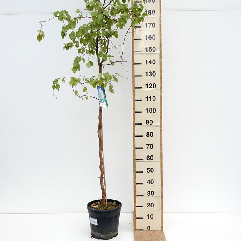 Spécimen de Bouleau tortueux - Betula pendula Spider Alley Pot de 12L/15L tel que livré en été