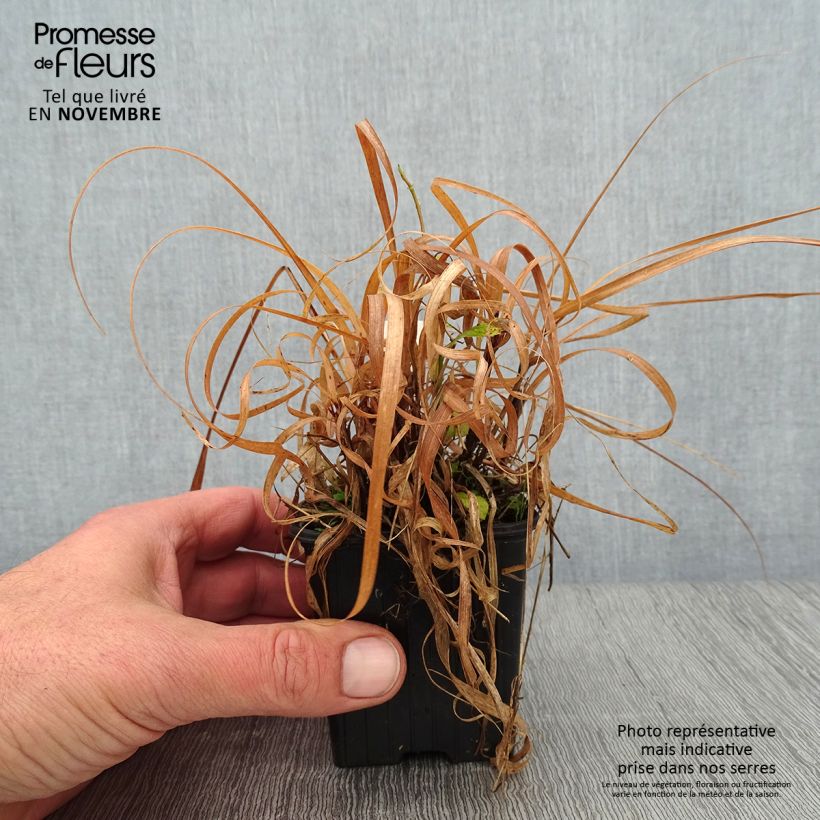 Spécimen de Bouteloua curtipendula Godet de 8/9 cm tel que livré en automne