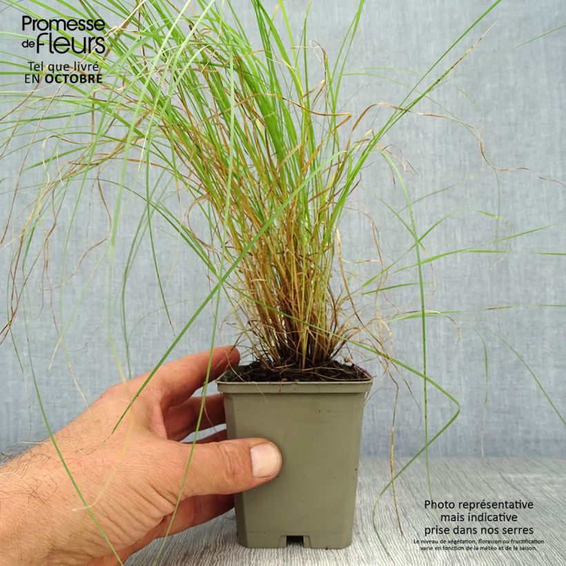 Spécimen de Bouteloua gracilis Godet de 8/9 cm tel que livré en automne