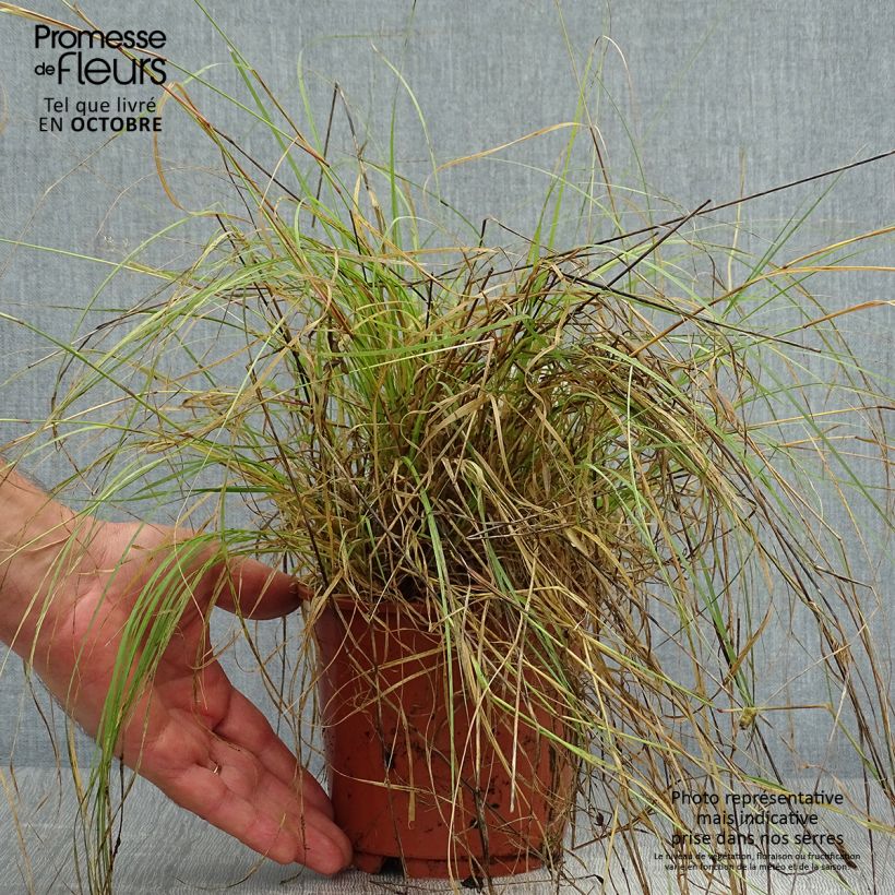 Spécimen de Bouteloua gracilis Pot de 1,5L/2L tel que livré en automne