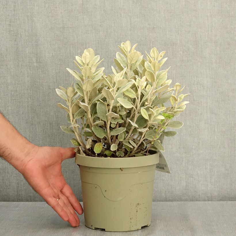 Spécimen de Brachyglottis greyi Walberton's Silver Dormouse - Seneçon gris Pot de 3L/4L tel que livré en été