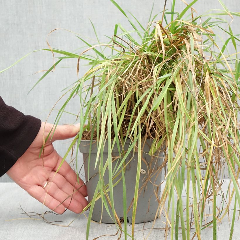 Spécimen de Briza media - Amourette commune Pot de 2L/3L tel que livré en automne