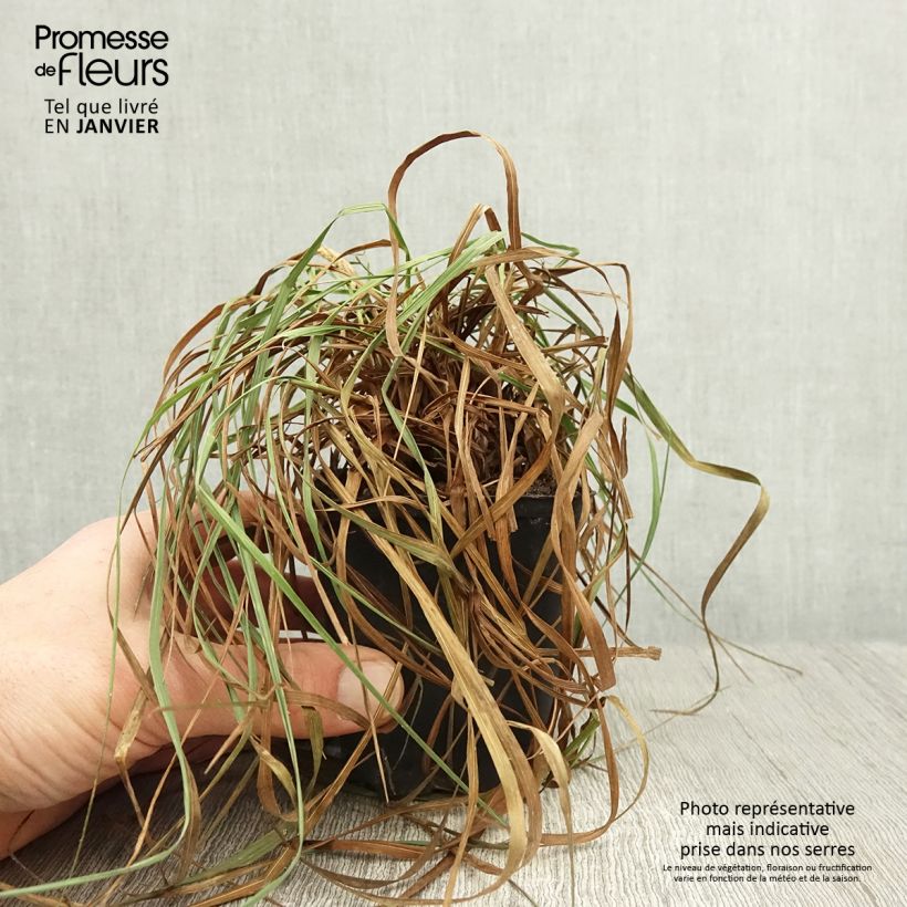 Briza media Limouzi Maceta de 8/9 cm Ejemplar entregado en invierno