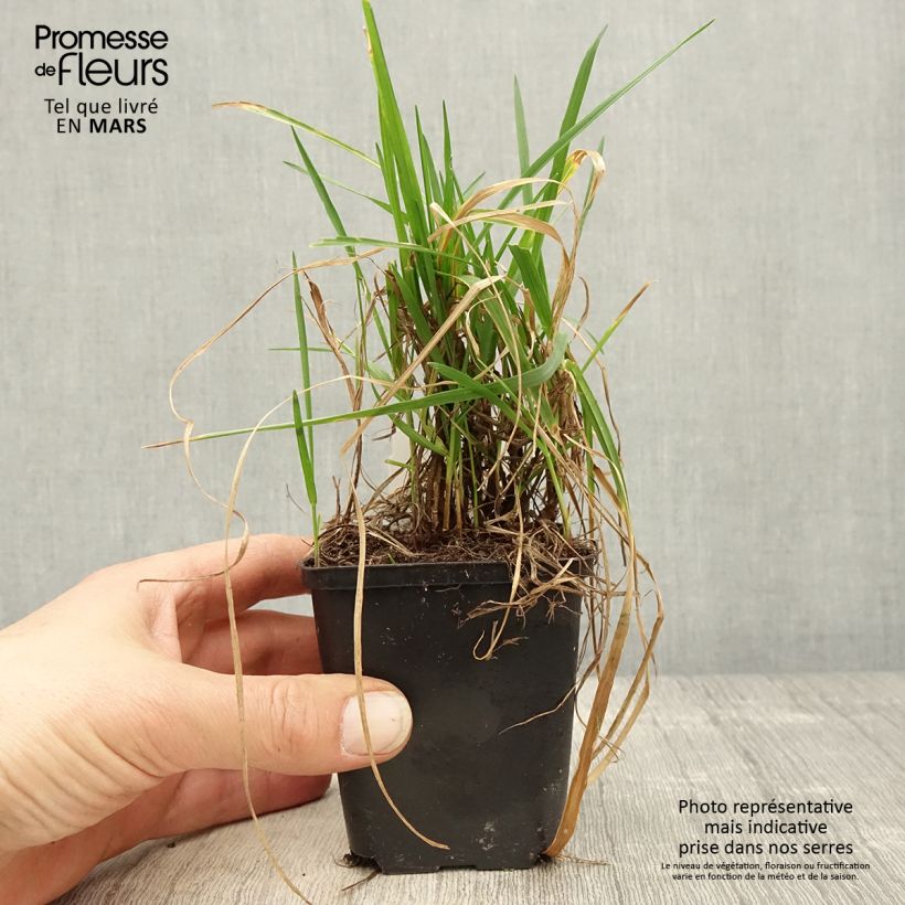 Exemplar von Briza media Limouzi - Mittleres Zittergras Kleine Töpfe von 8/9 cm wie im Frühjahr geliefert