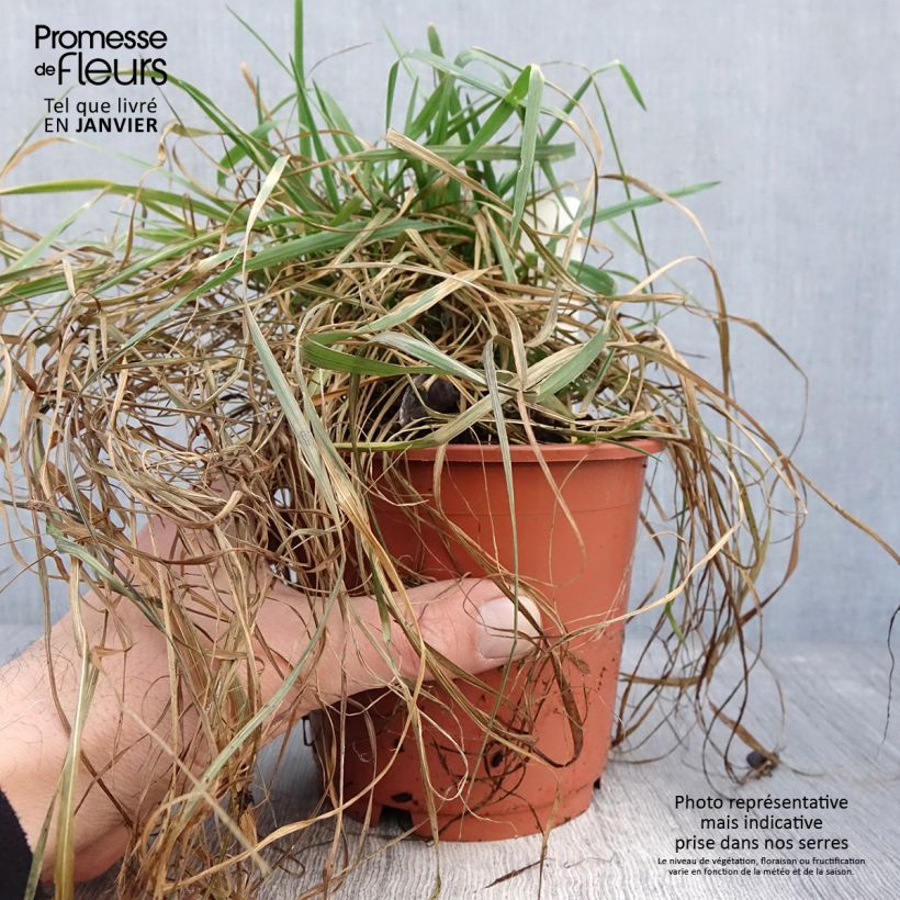 Briza media Limouzi Maceta 1L/1,5L Ejemplar entregado en invierno