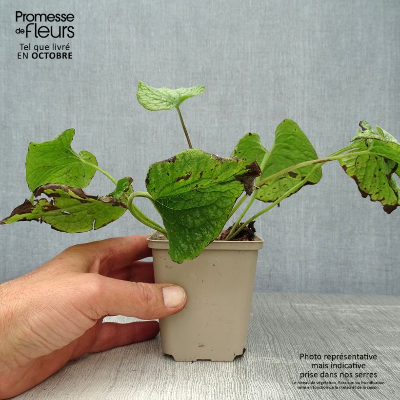 Spécimen de Brunnera macrophylla Alexander's Great - Myosotis du Caucase Godet de 8/9 cm tel que livré en automne