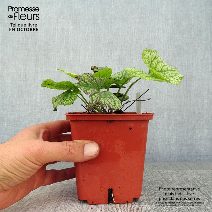 Spécimen de Brunnera macrophylla Alexander's Great - Myosotis du Caucase Pot de 1L/1,5L tel que livré en automne