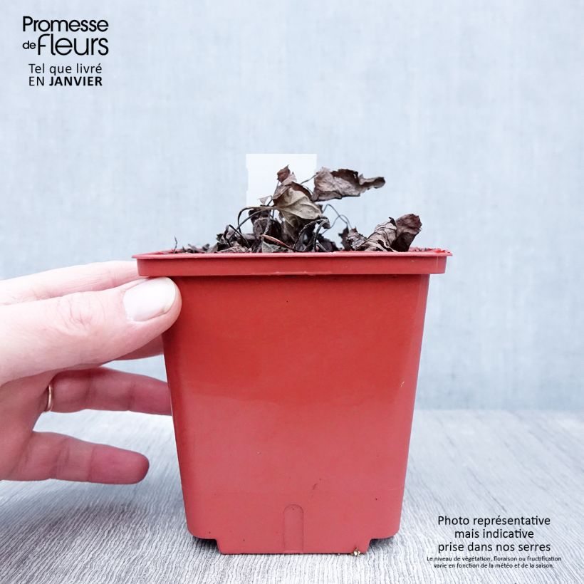 Spécimen de Brunnera macrophylla Alexander's Great - Myosotis du Caucase Pot de 1L/1,5L tel que livré en hiver