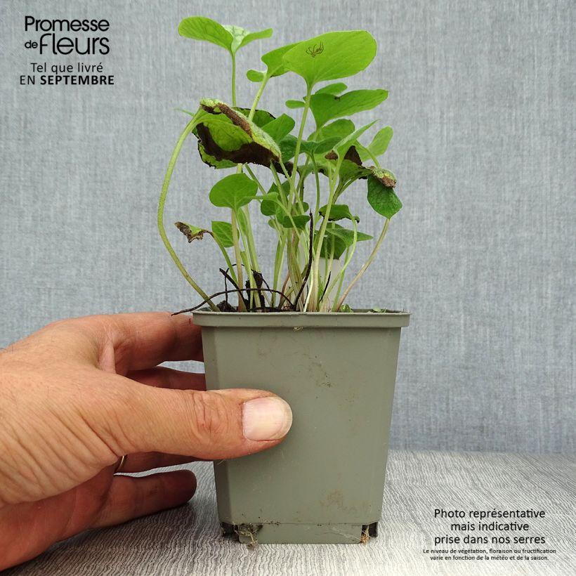 Spécimen de Brunnera macrophylla Jack Frost - Myosotis du Caucase Godet de 7/8 cm tel que livré en automne