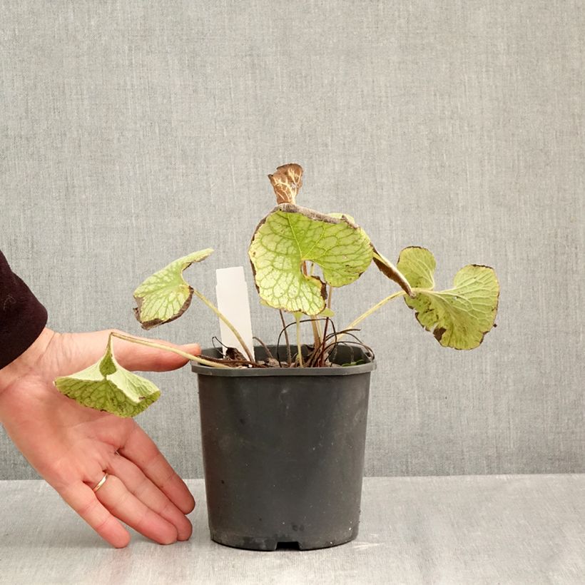 Spécimen de Brunnera macrophylla Jack Frost - Myosotis du Caucase Pot de 2L/3L tel que livré en automne
