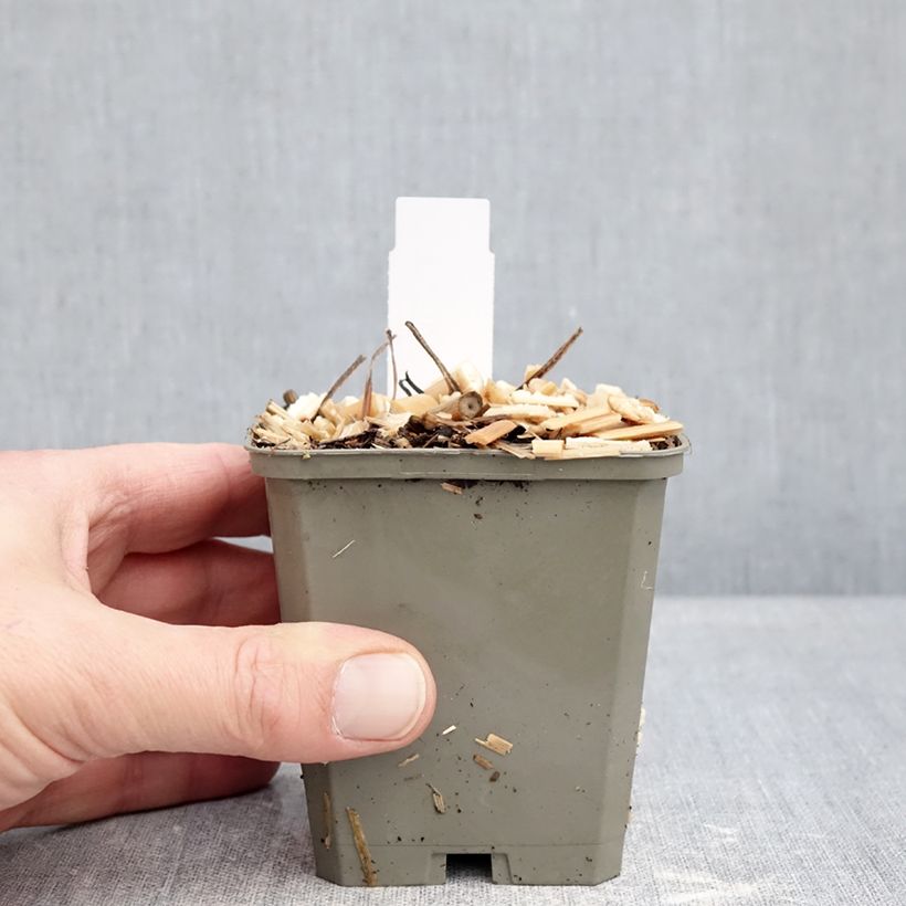 Spécimen de Brunnera macrophylla Jack of Diamonds - Myosotis du Caucase Godet de 8/9 cm tel que livré en hiver