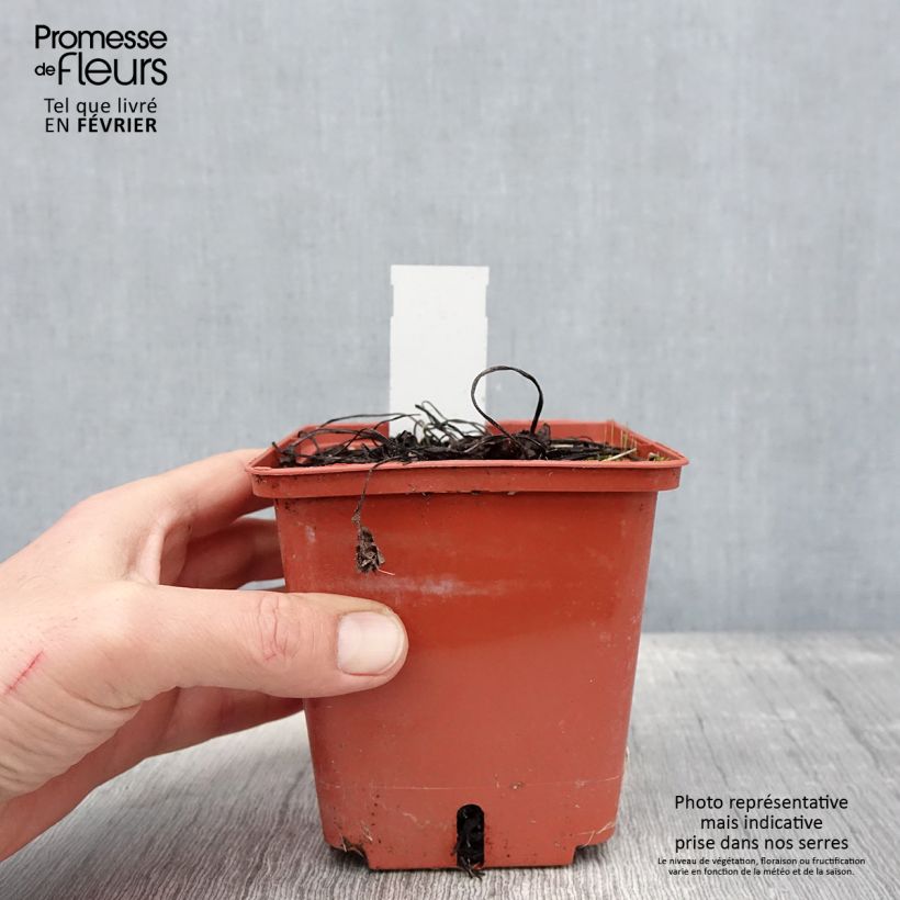 Spécimen de Brunnera macrophylla Jack of Diamonds - Myosotis du Caucase Pot de 1L/1,5L tel que livré en hiver