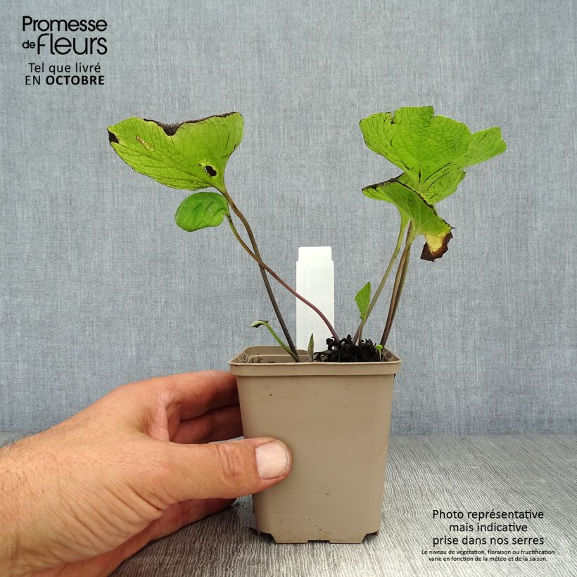 Spécimen de Brunnera macrophylla Langtrees - Myosotis du Caucase Godet de 8/9 cm tel que livré en automne