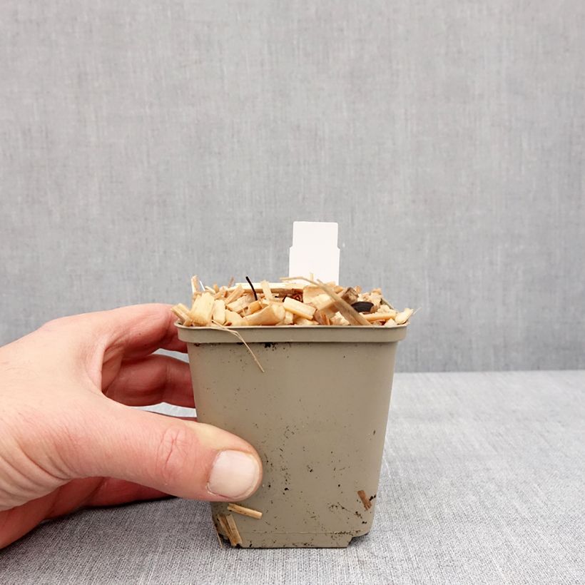 Spécimen de Brunnera macrophylla Queen of Hearts - Myosotis du Caucase Godet de 8/9 cm tel que livré en hiver