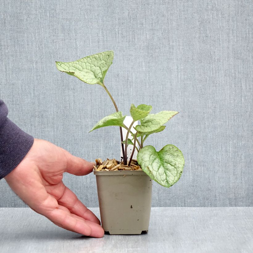 Spécimen de Brunnera macrophylla Queen of Hearts - Myosotis du Caucase Godet de 8/9 cm tel que livré au printemps
