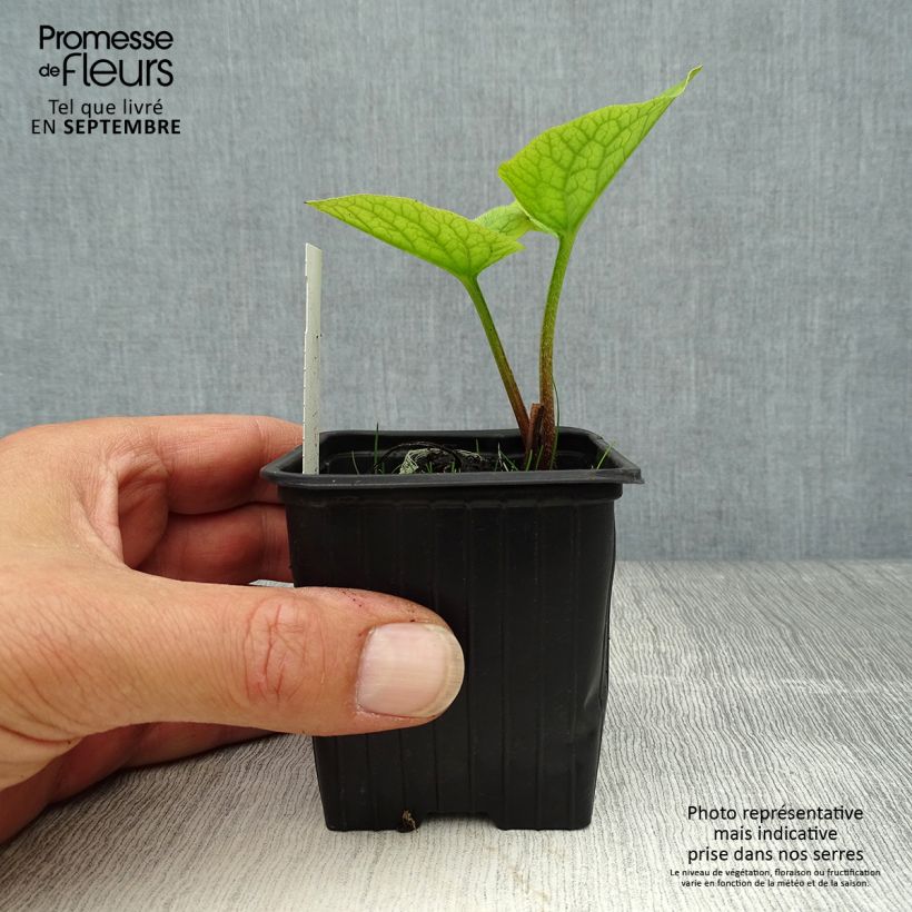 Spécimen de Brunnera sibirica - Myosotis du Caucase Godet de 8/9 cm tel que livré en automne