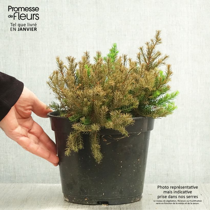 Spécimen de Bruyère arbustive Limoncello - Erica nana Pot de 4L/5L tel que livré en hiver