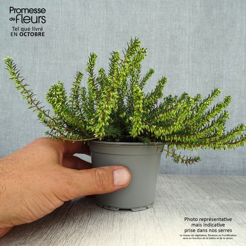 Spécimen de Bruyère Carnea December Red, Erica Godet de 8/9 cm tel que livré en automne