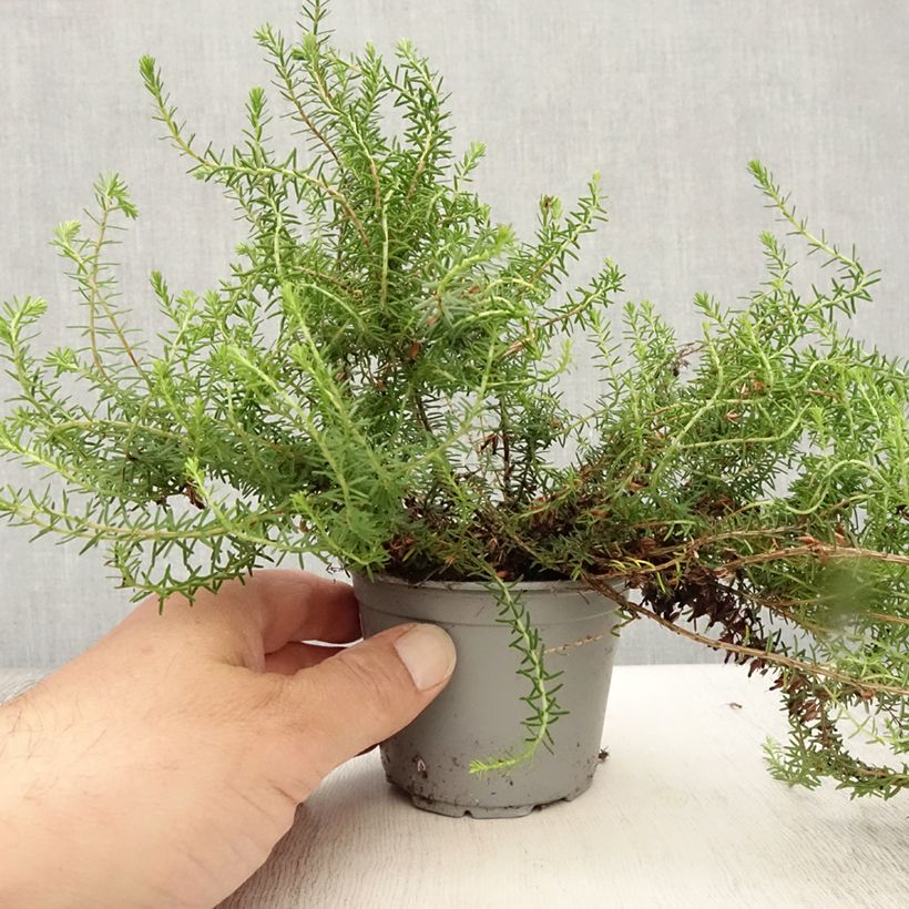 Spécimen de Bruyère Carnea December Red, Erica Godet de 8/9 cm tel que livré en été