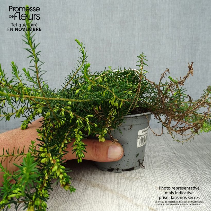 Spécimen de Bruyère Carnea Springwood White, Erica Godet de 8/9 cm tel que livré en automne