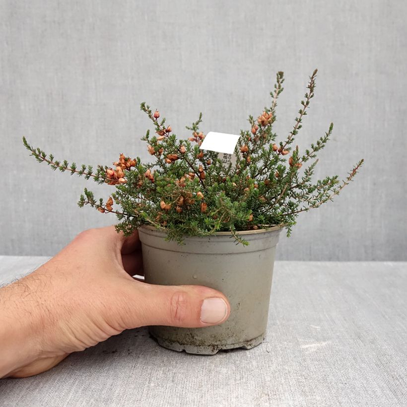 Spécimen de Bruyère cendrée - Erica cinerea C.D. Eason Pot de 12 cm / 13 cm tel que livré en automne