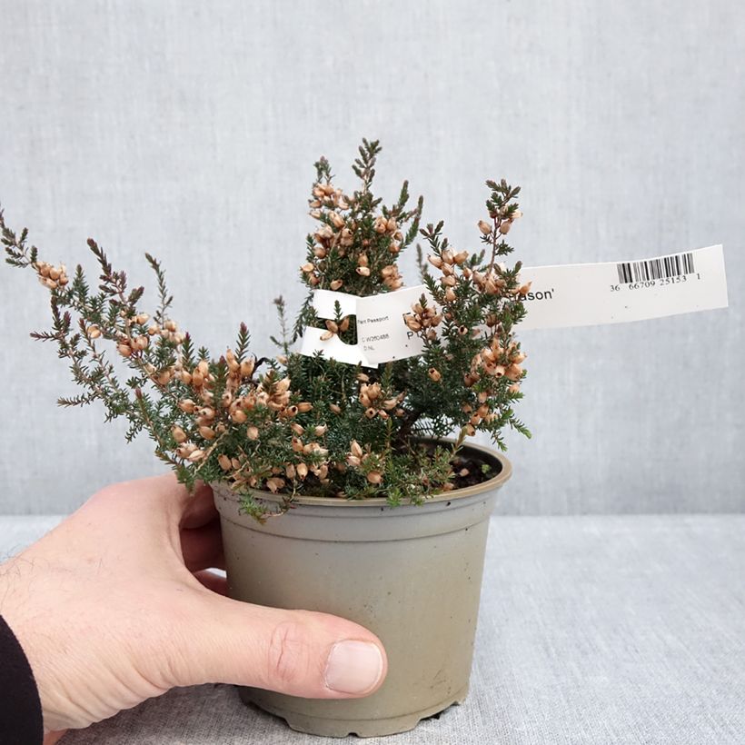 Spécimen de Bruyère cendrée - Erica cinerea C.D. Eason Pot de 12 cm / 13 cm tel que livré en hiver