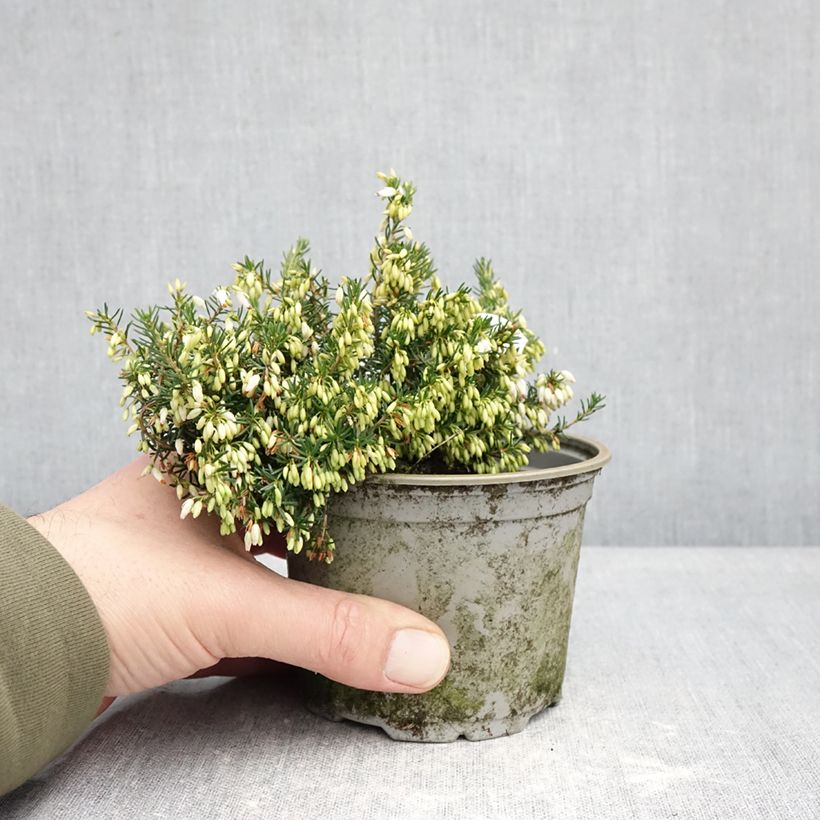 Spécimen de Bruyère cendrée - Erica cinerea f. alba Pot de 12 cm / 13 cm tel que livré en hiver