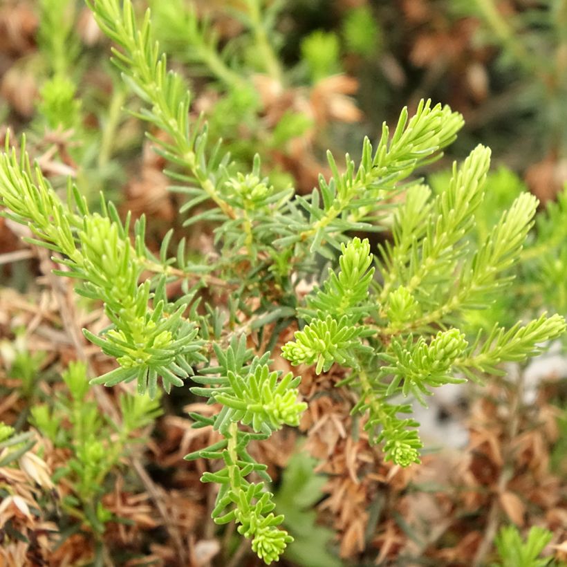 Bruyère cendrée - Erica cinerea f. alba (Feuillage)