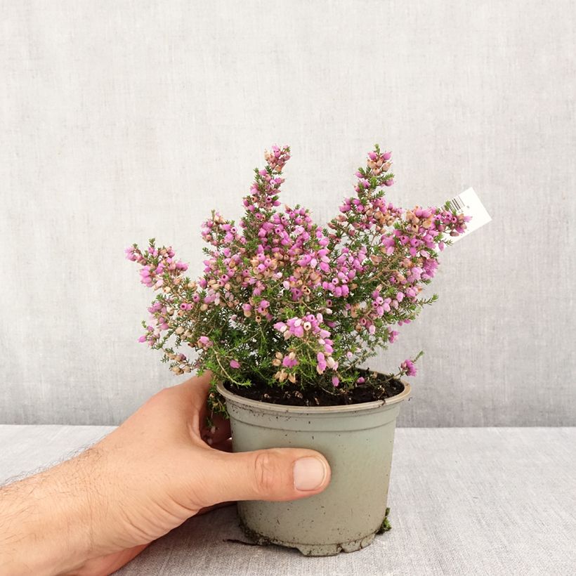 Spécimen de Bruyère cendrée - Erica cinerea Pallas Pot de 12 cm / 13 cm tel que livré en automne