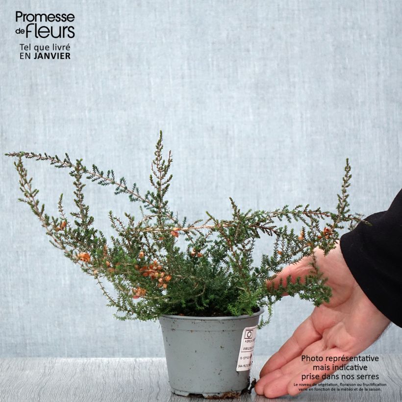 Spécimen de Bruyère cendrée - Erica cinerea Pot de 10 cm/11cm tel que livré en hiver