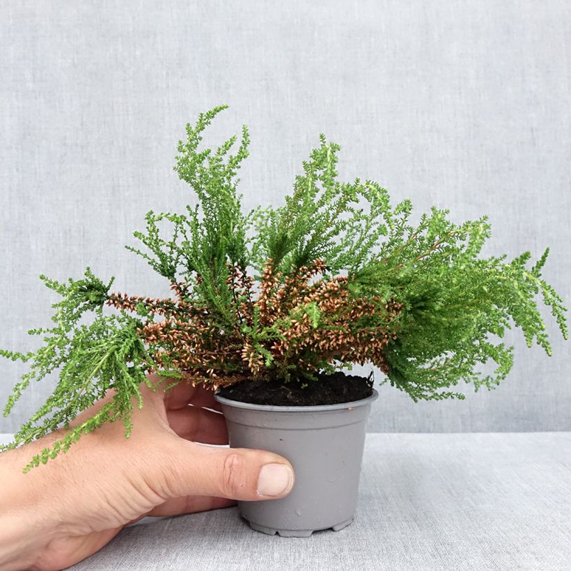 Spécimen de Bruyère cendrée - Erica cinerea Pot de 10 cm/11cm tel que livré au printemps