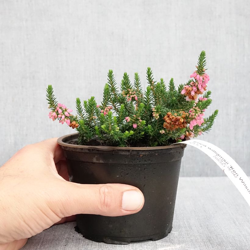 Spécimen de Bruyère d'automne - Erica williamsii Ken Wilson Pot de 1,5L/2L tel que livré en automne