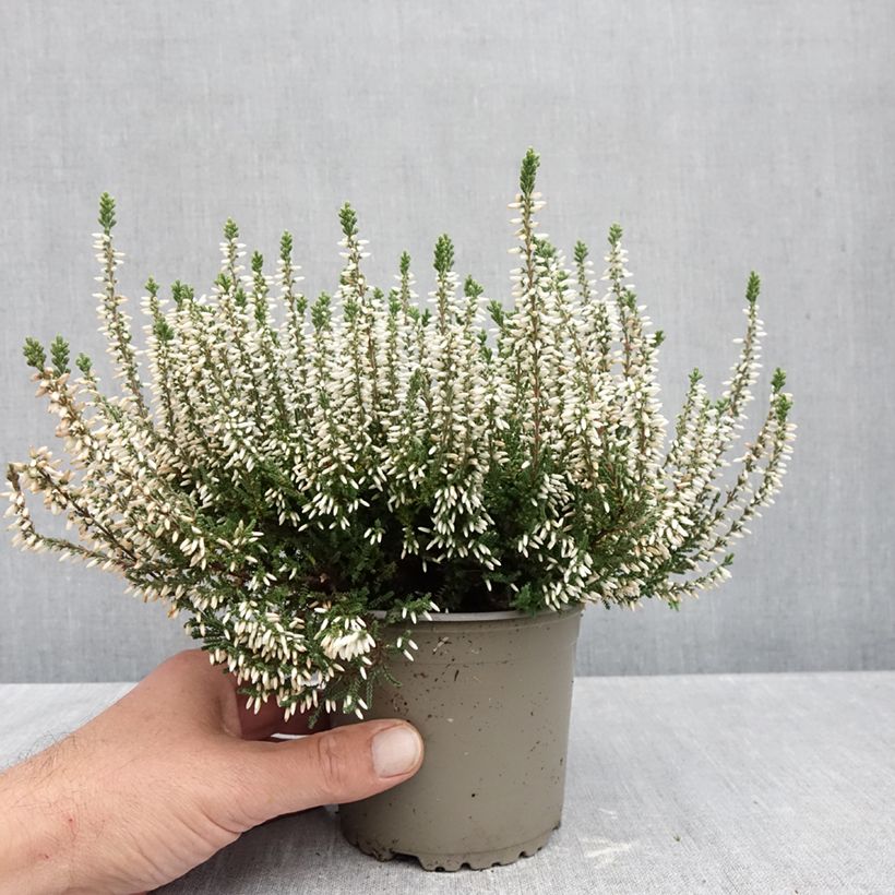 Spécimen de Bruyère d'été - Calluna Garden Girls Alicia Pot de 1L/1,5L tel que livré en automne