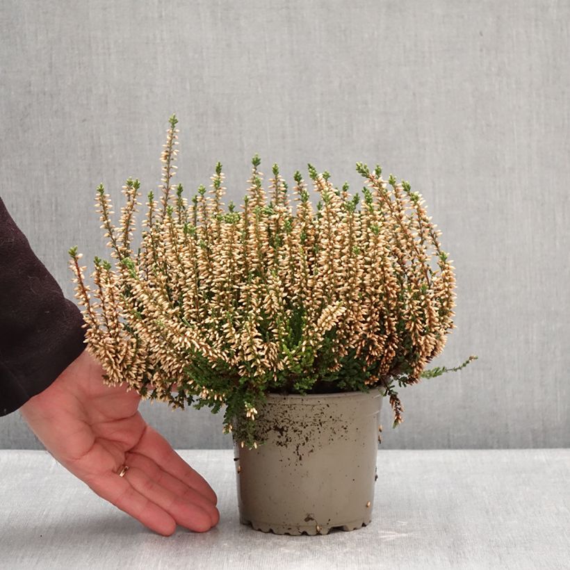 Spécimen de Bruyère d'été - Calluna Garden Girls Alicia Pot de 1L/1,5L tel que livré en hiver
