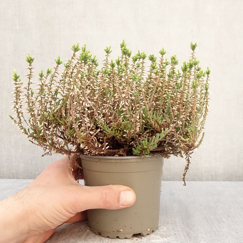 Spécimen de Bruyère d'été - Calluna Garden Girls Alicia Pot de 1L/1,5L tel que livré au printemps
